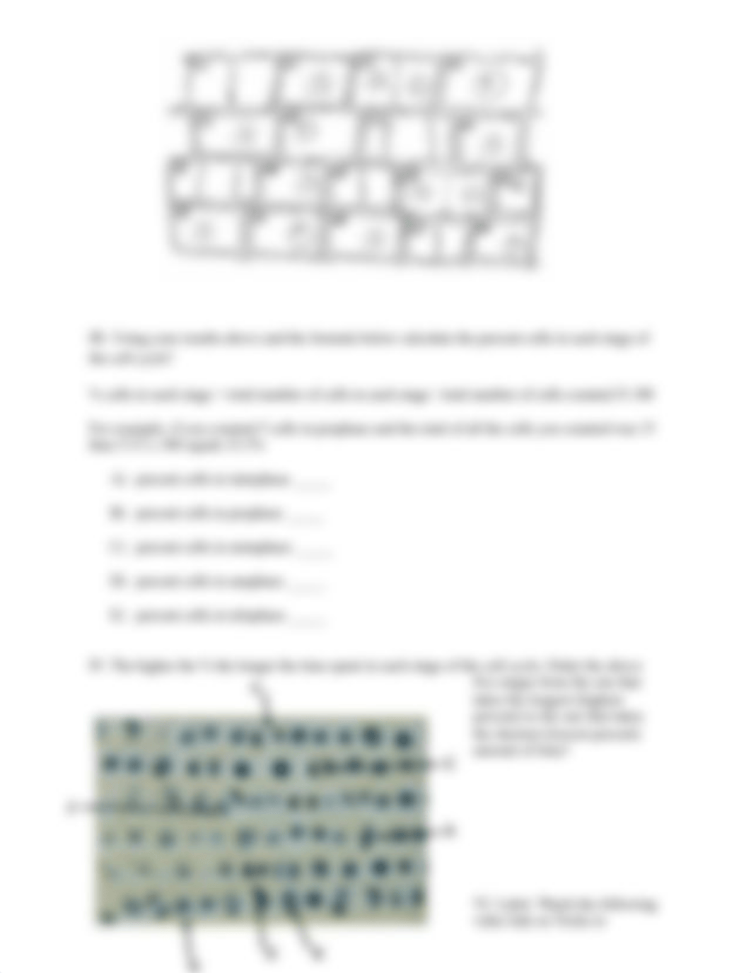 Cell Division-Mitosis and Meiosis Worksheet (1).docx_dfiuffpq4qd_page3