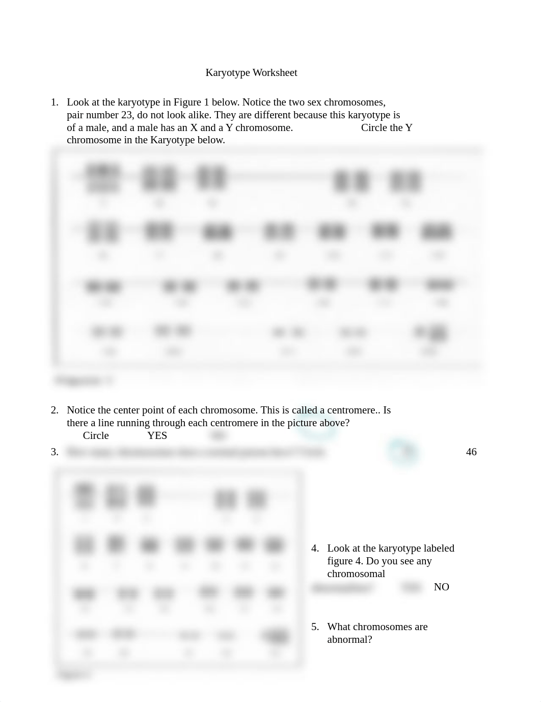 karyotype_worksheet-1.docx_dfivufi1f8n_page1