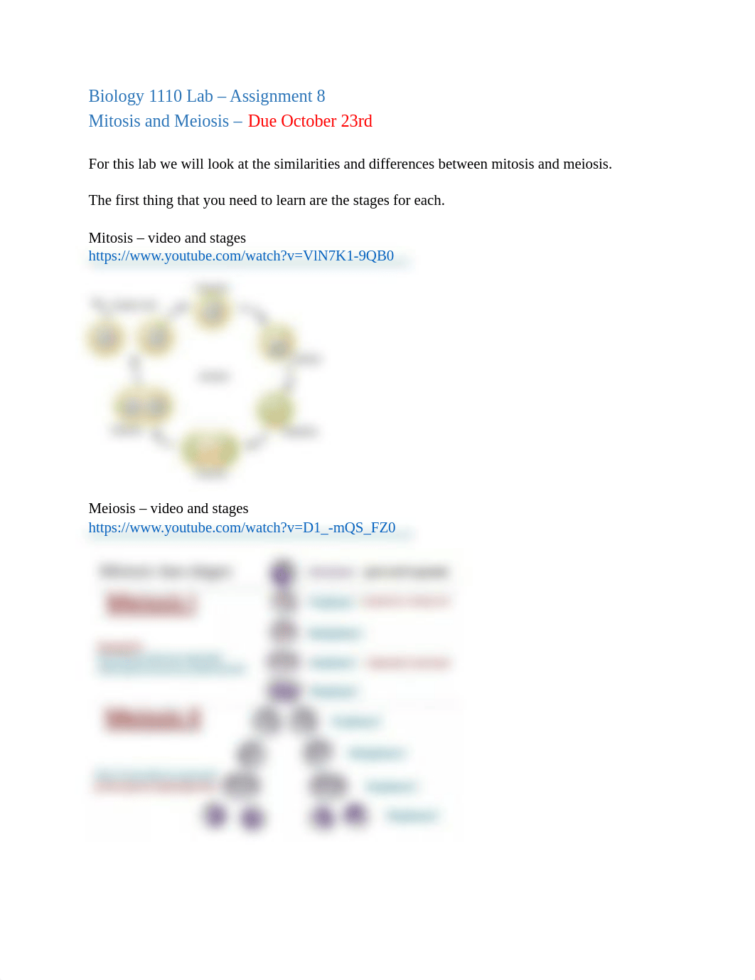 Lab - Mitosis & Meiosis.pdf_dfjn9nydz26_page1