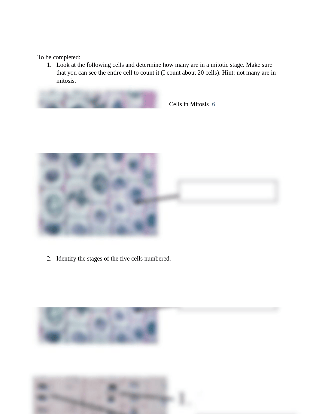 Lab - Mitosis & Meiosis.pdf_dfjn9nydz26_page2