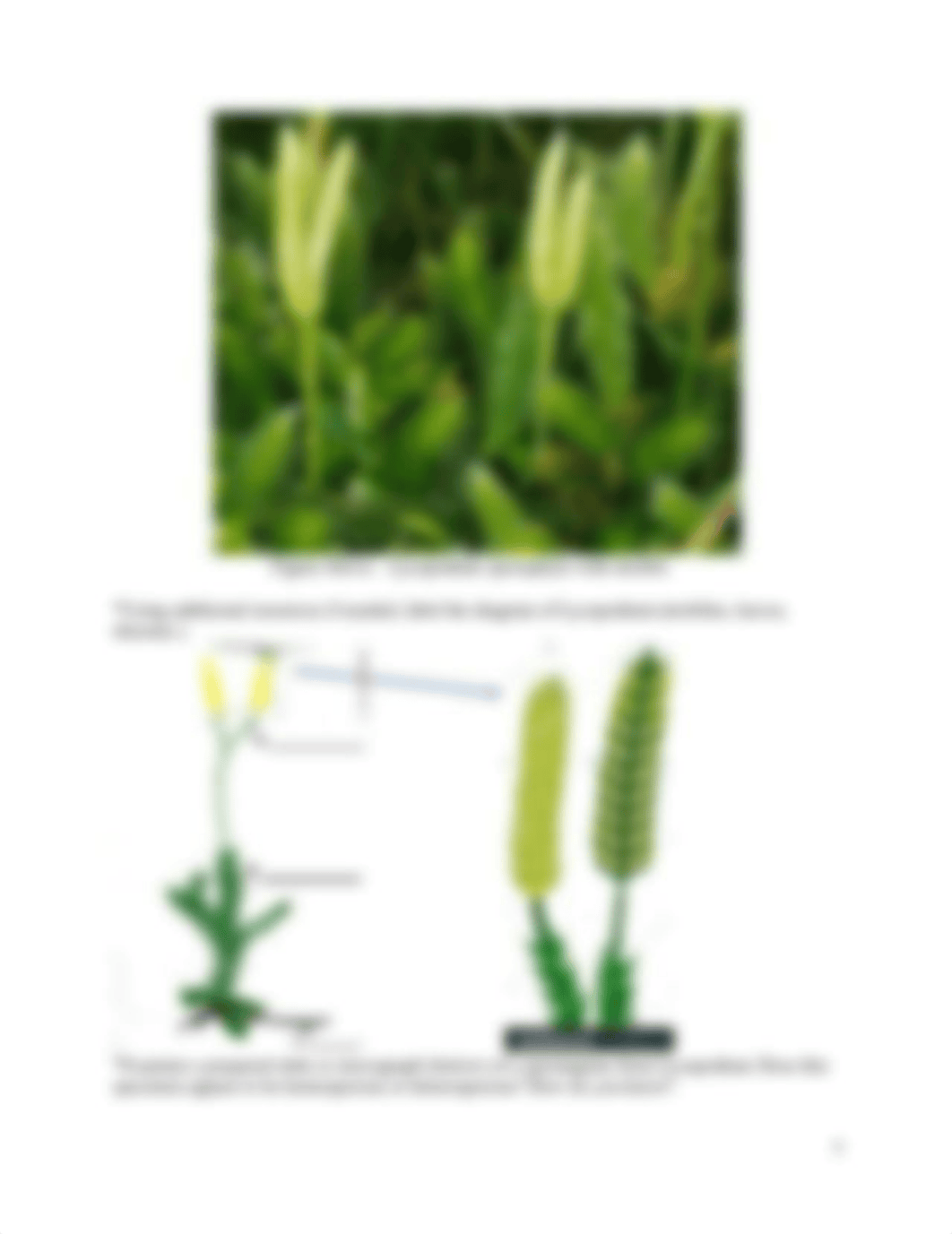 Lab 4B BIO 102.docx_dfjrnxabyam_page4