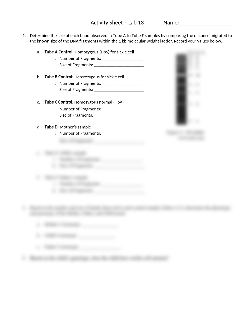 Lab 13 Activity Sheet - Sickle Cell Gene Detection.docx_dfk53wqglme_page1