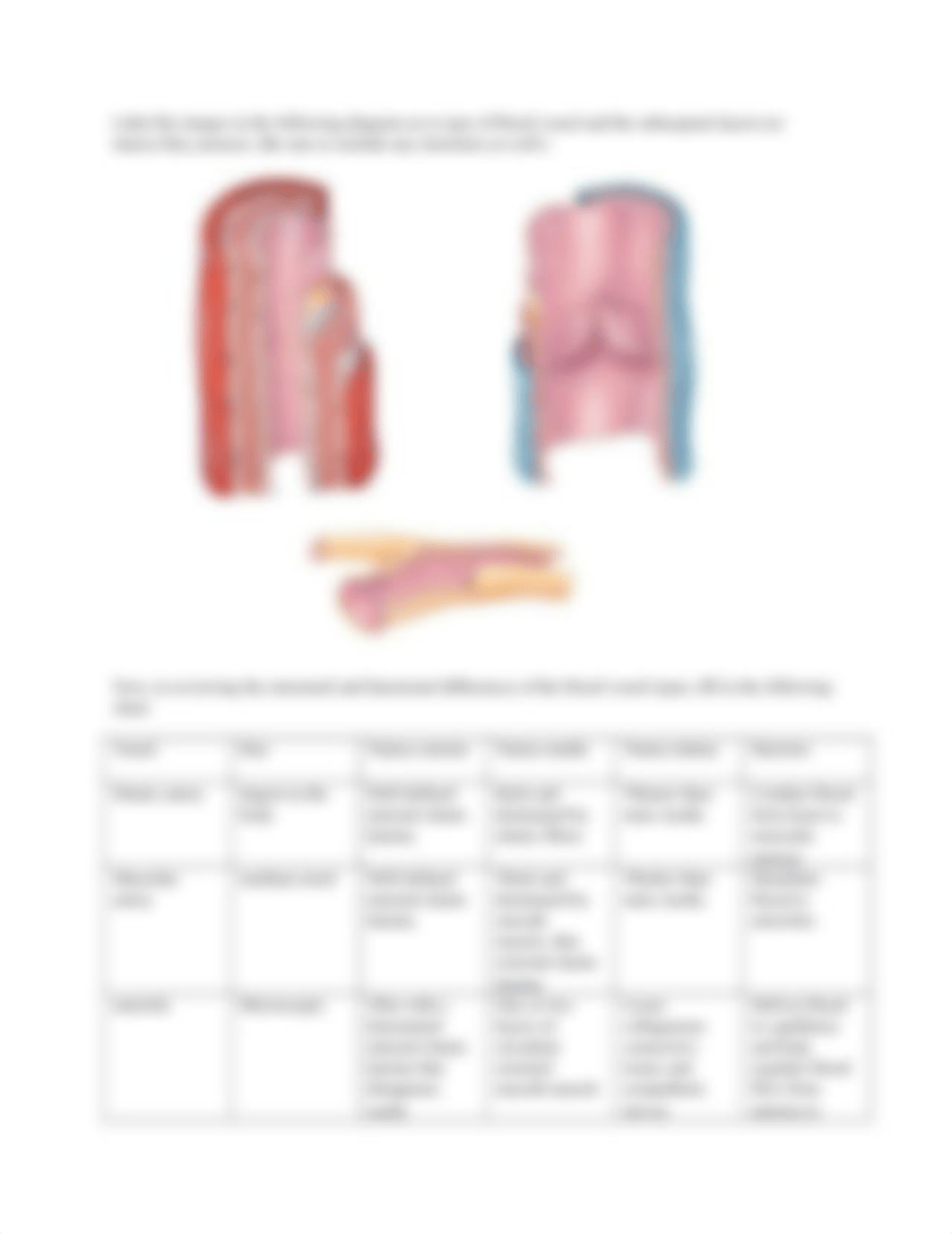 Lab Blood Vessels.docx_dfkjkq84fnz_page2