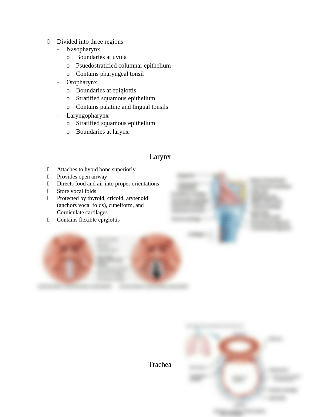 Chapter 22 The Respiratory System.docx_dflnmqc3az1_page2