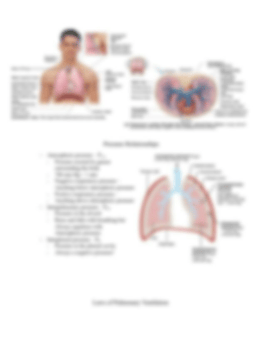 Chapter 22 The Respiratory System.docx_dflnmqc3az1_page4