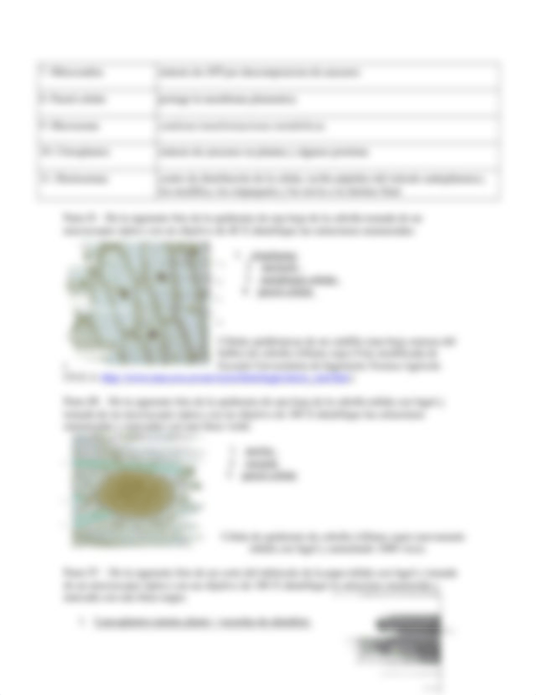 Informe de Laboratorio # 5 - La célula (2).doc_dflpit0tjtd_page3