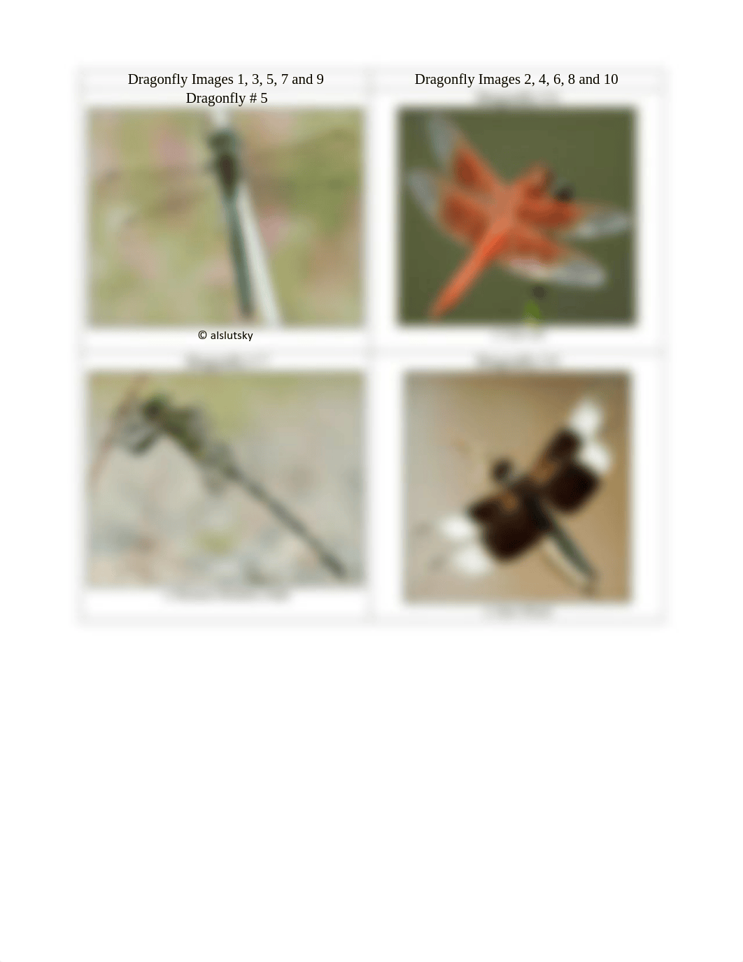 DragonflySupplementalDoc.pdf_dflwnoeij0s_page2