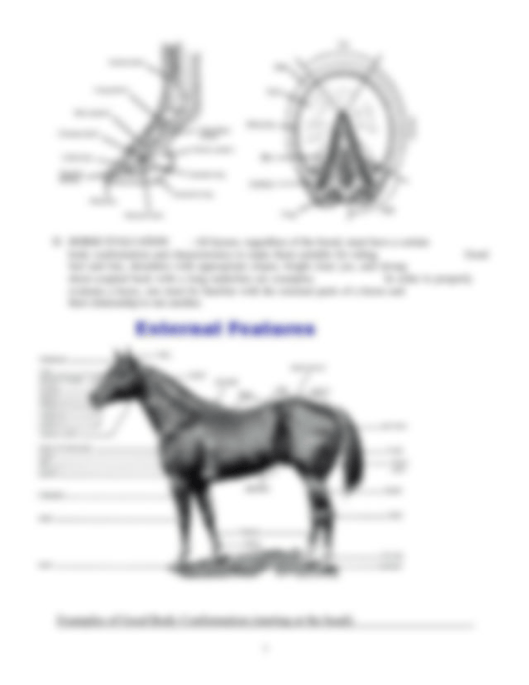 APSC 201 Lab Ex 6-HORSE EVALUATION.3-FINAL 2011_dfn6e7rwdg1_page3