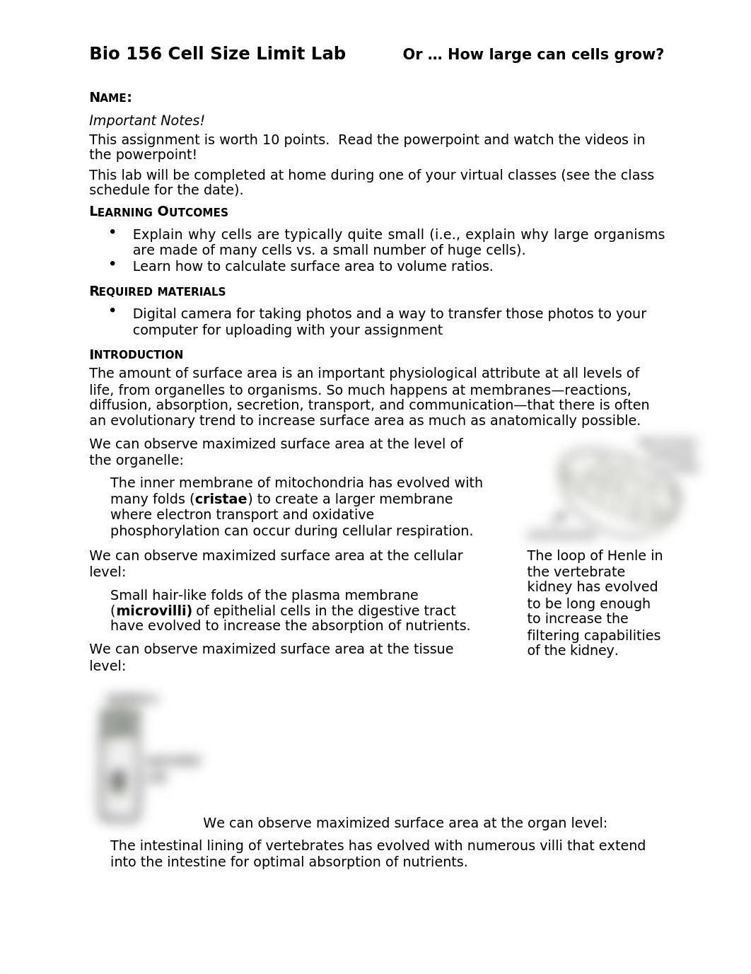 Cell size limits lab (1)1.docx_dfn8xsq9ckz_page1