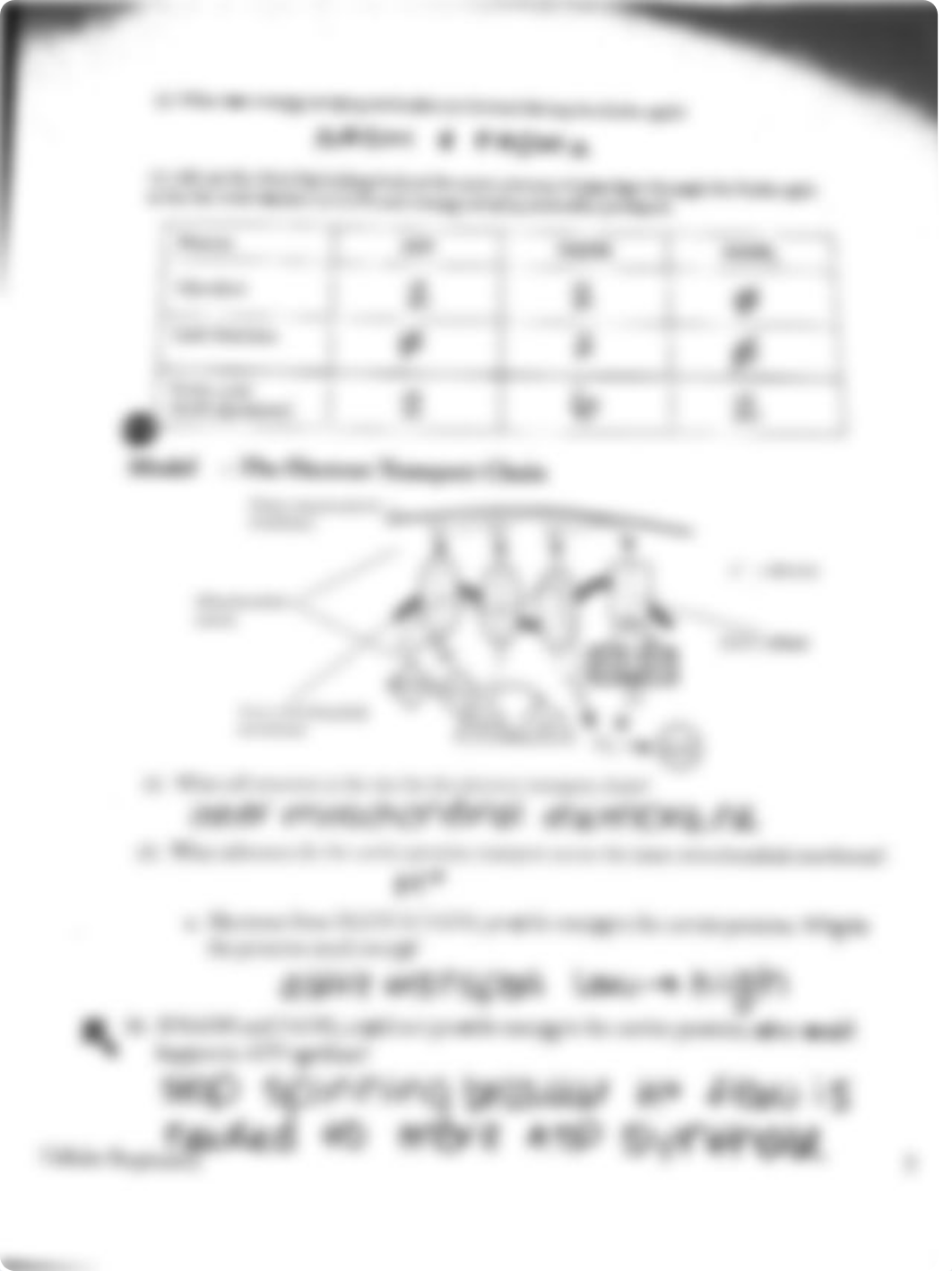 Cellular respiration answer key.pdf_dfnetj54uo9_page4