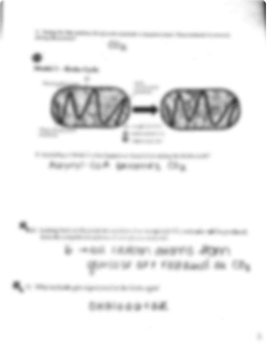 Cellular respiration answer key.pdf_dfnetj54uo9_page3