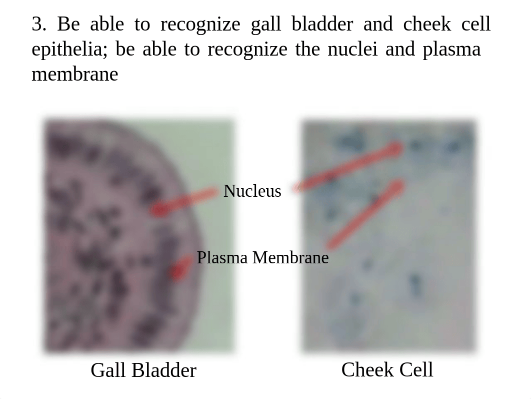 Lab Practical II Review_dfnfhdhzzn2_page4