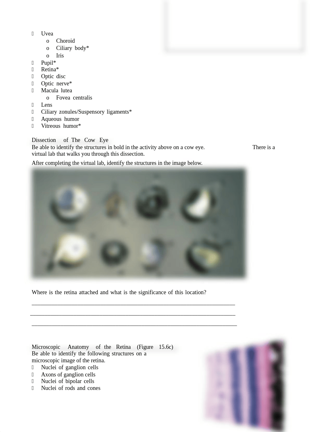 MANUAL Lab 10 Anatomy and Physiology of the Special Senses.docx_dfno7b42saz_page2