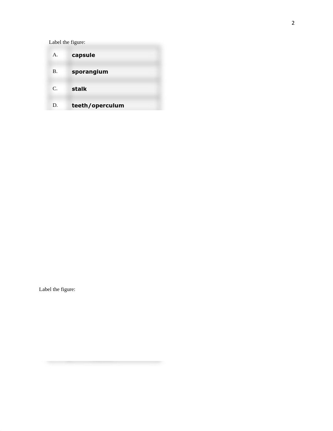 Lab Report 4 NonVascular and Seedless Vascular Plants.docx.pdf_dfnx21soqak_page2