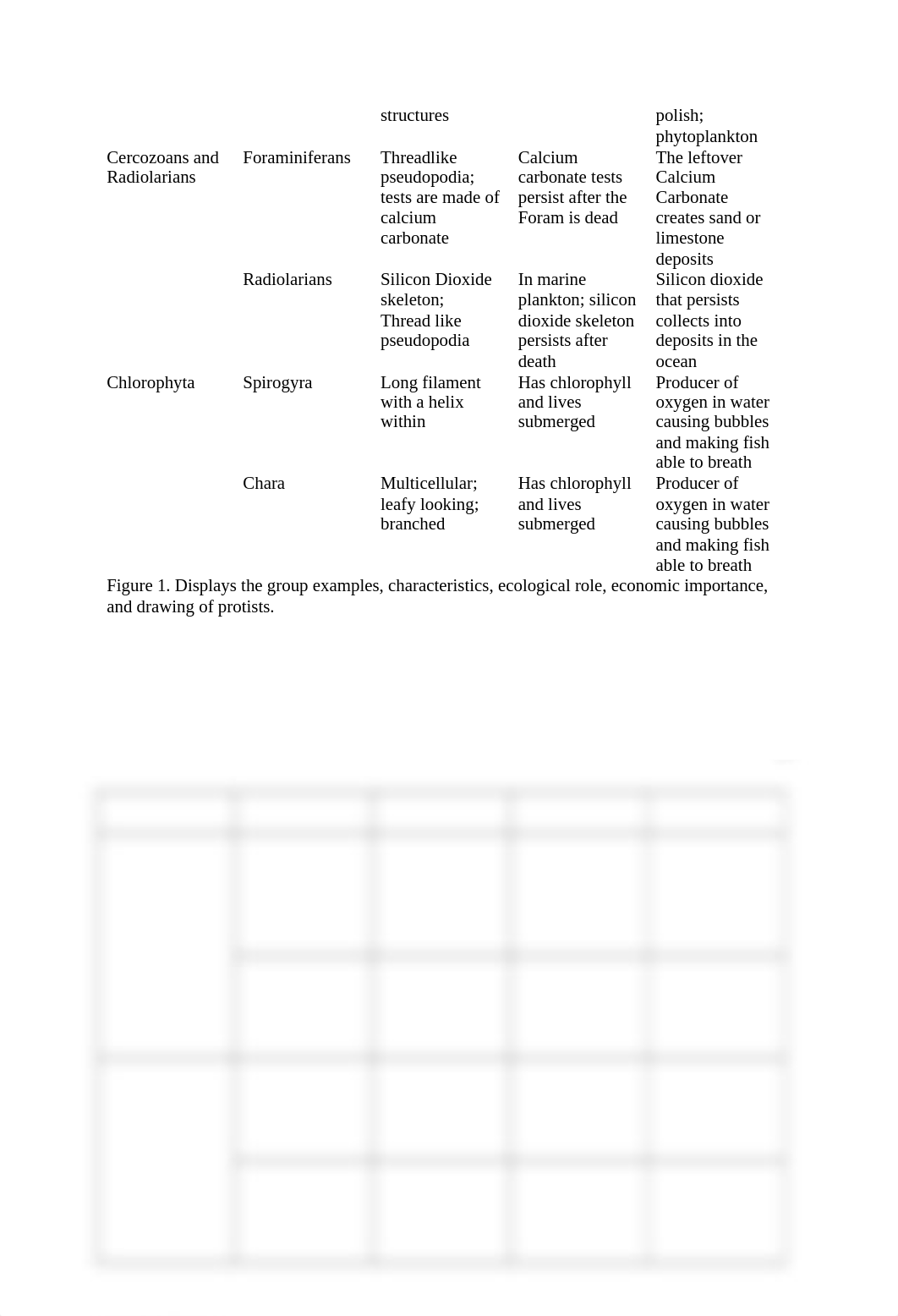 The Protists.docx_dfny61xdpih_page2