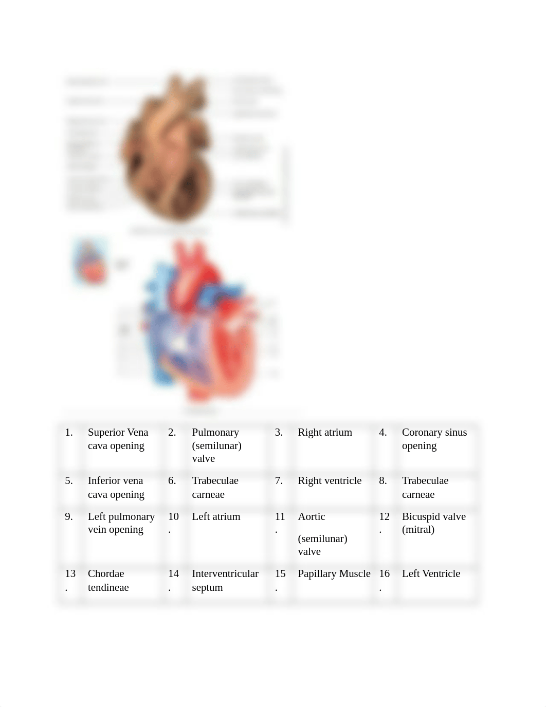 2 cardiovascular worksheet Bio242ol.docx_dfo3uf0dusd_page4