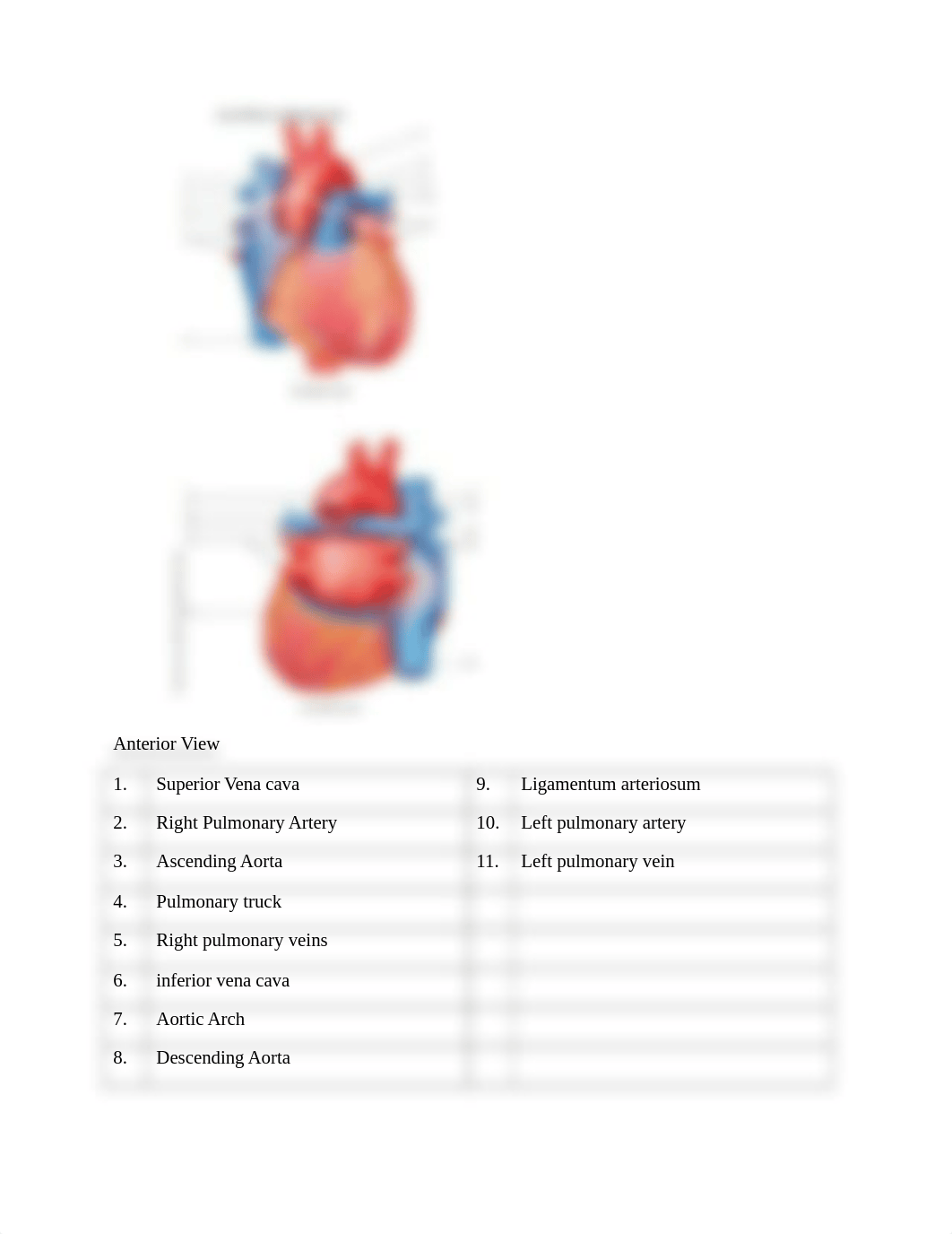 2 cardiovascular worksheet Bio242ol.docx_dfo3uf0dusd_page2