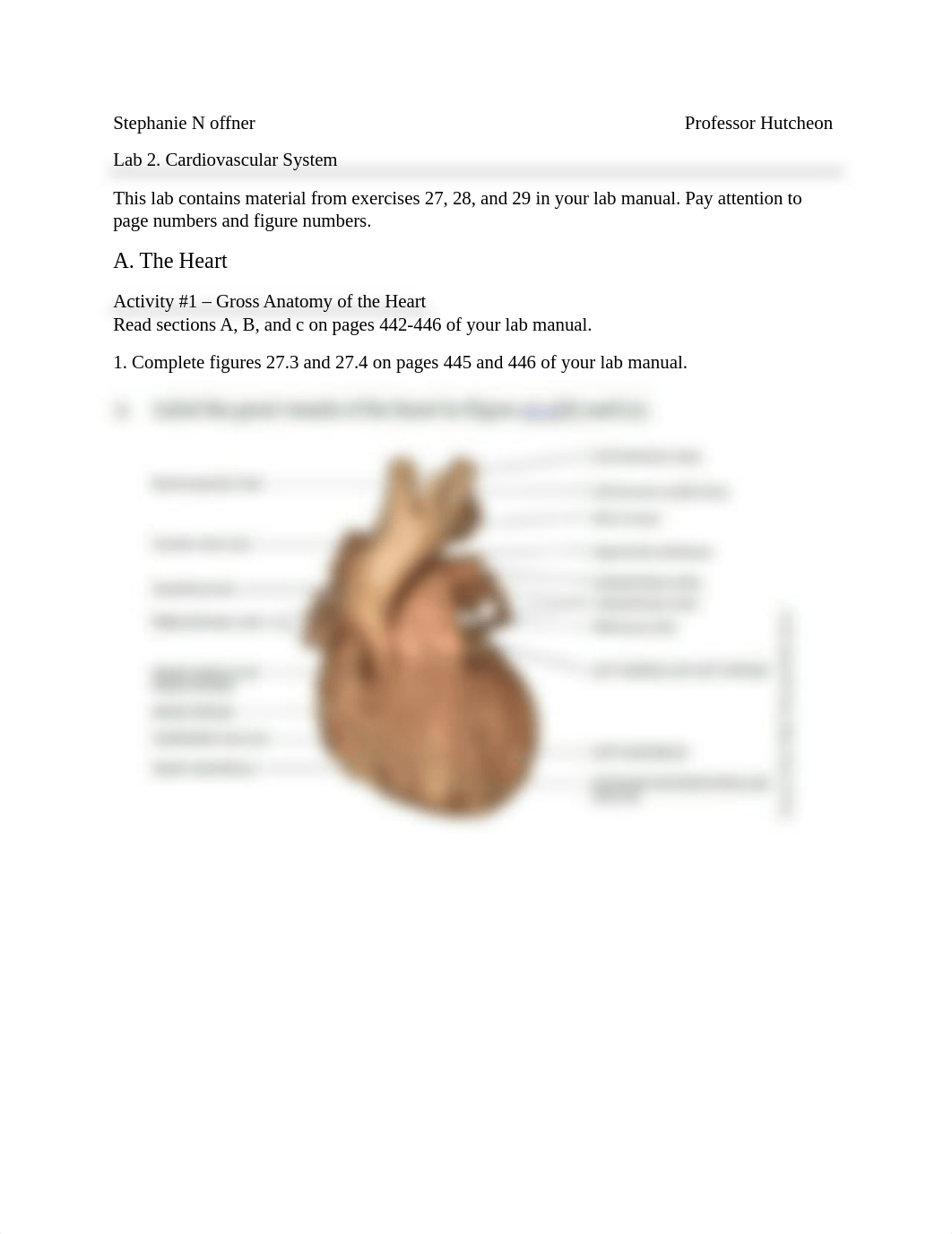 2 cardiovascular worksheet Bio242ol.docx_dfo3uf0dusd_page1