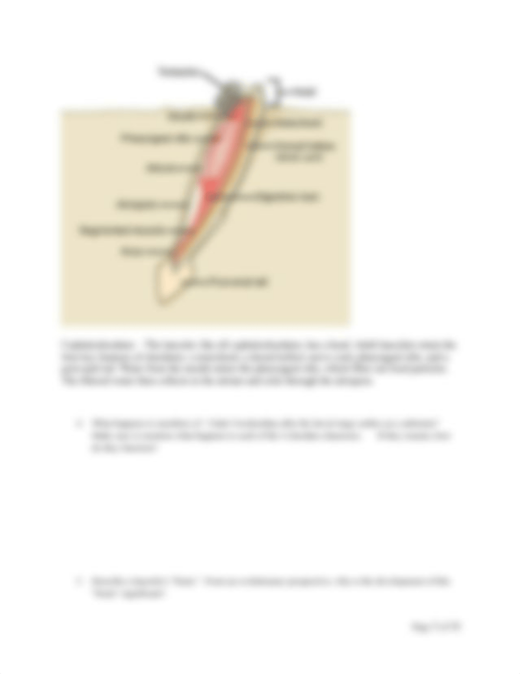 Zoology Worksheet 6 Chordates 11ed.docx_dfogdq8263t_page3