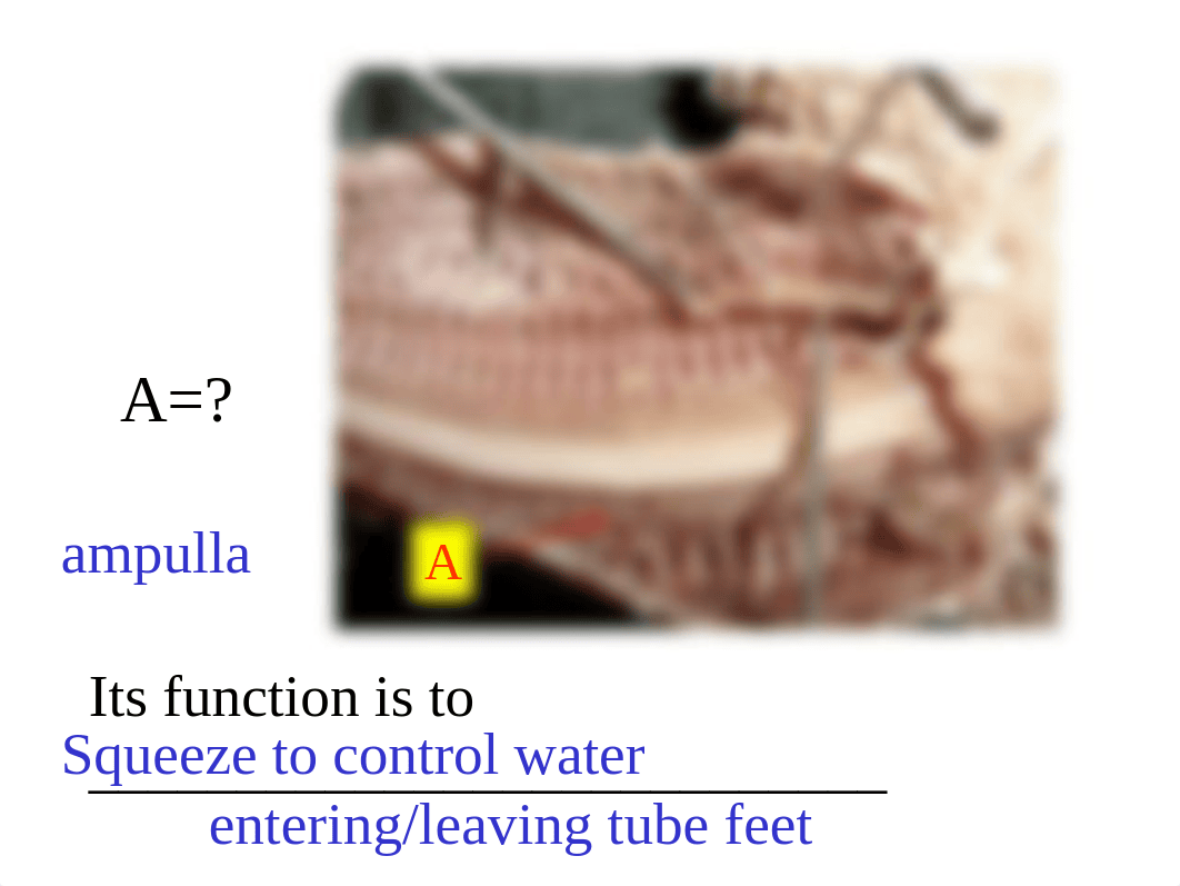 starfish-anatomy-ppnt (1).ppt_dfogxc7xenk_page3