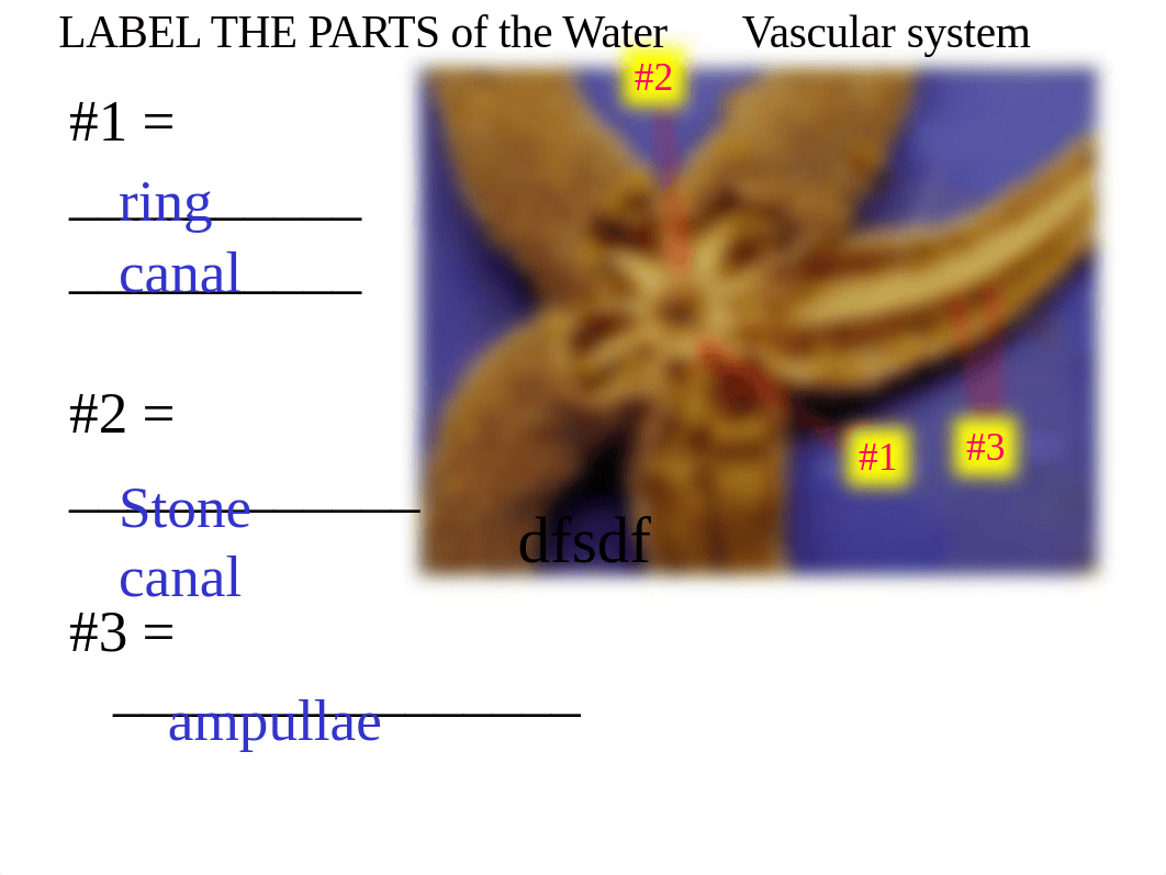 starfish-anatomy-ppnt (1).ppt_dfogxc7xenk_page5