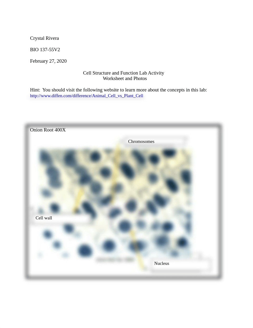 Cell Stuctuture worksheet completed .docx_dfor6o6i2wk_page1