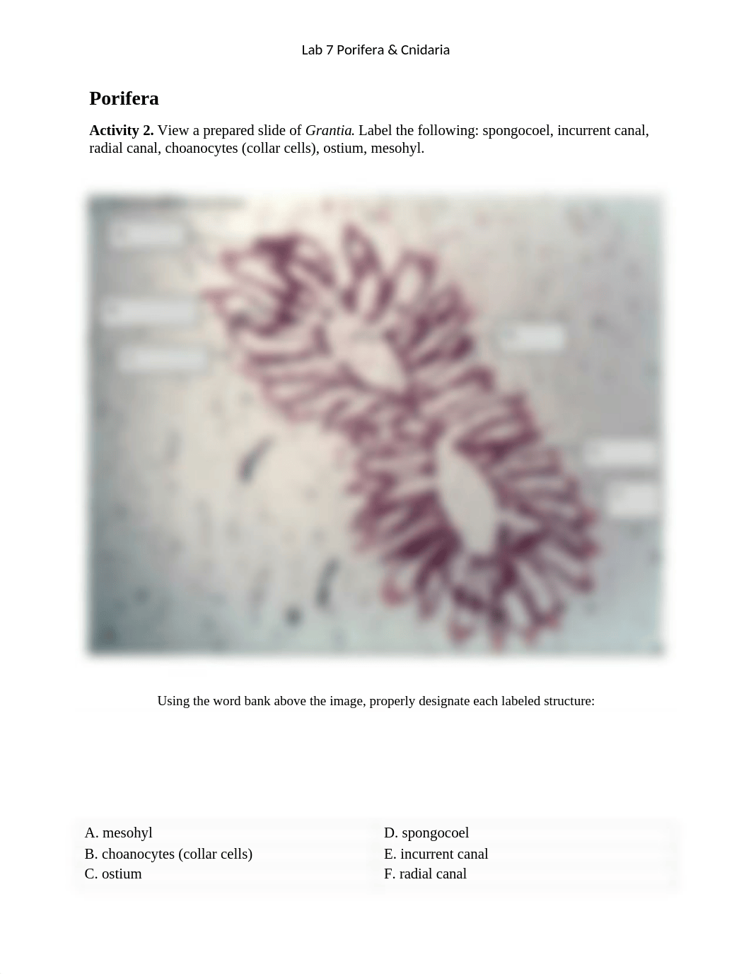 7_Porifera_Cnidaria.docx_dfp1rv3wtz1_page1