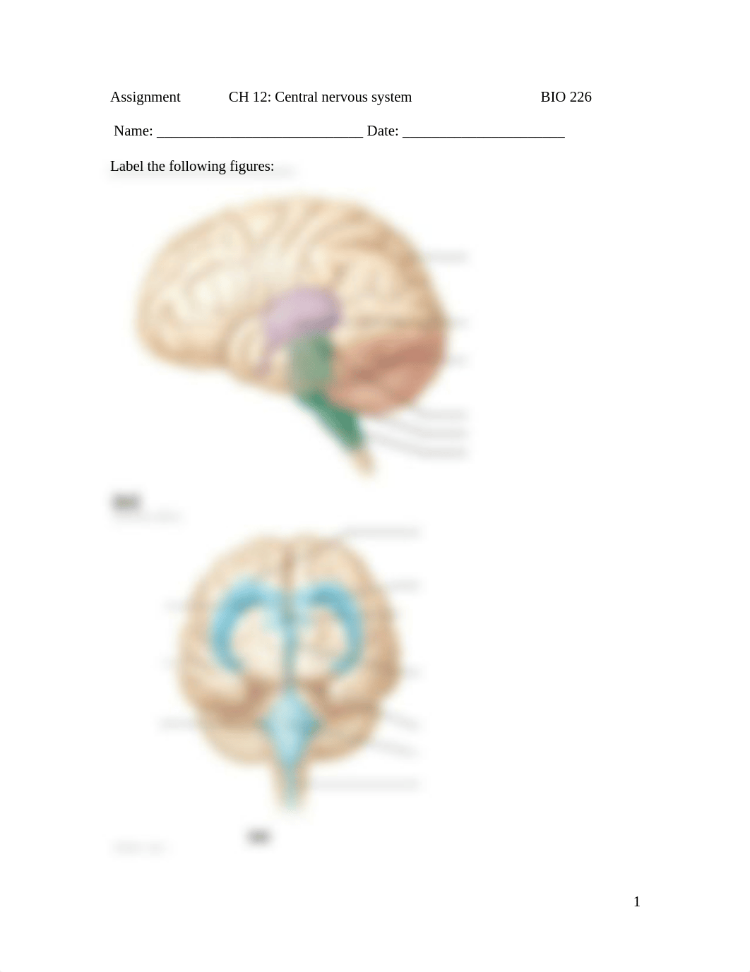 CH 12 assignment CNS-3 (1).docx_dfp6u4cyjhv_page1