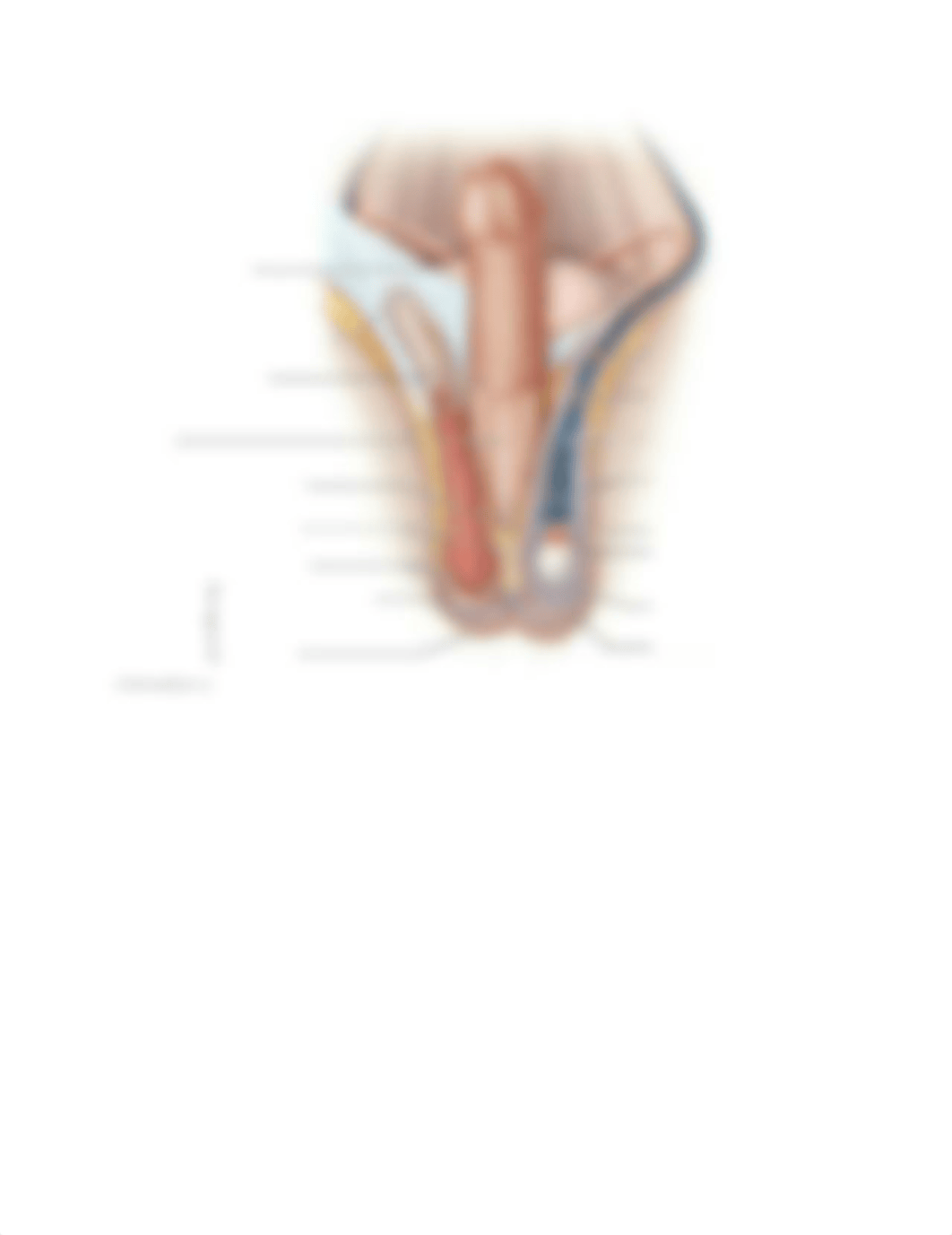 BIO-227 REPRODUCTIVE SYSTEM WORK SHEETS (1).docx_dfp8ojevqmo_page2