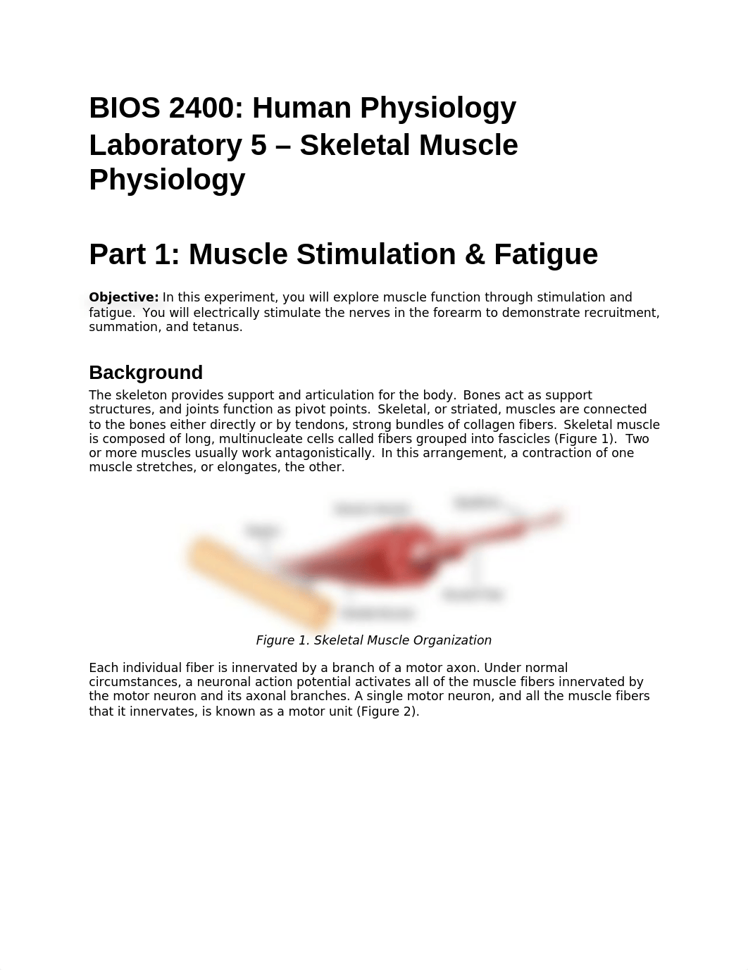 Lab 5 -Skeletal muscle- Muscle Stimulation & Fatigue + EMG.docx_dfq8m1qedir_page1