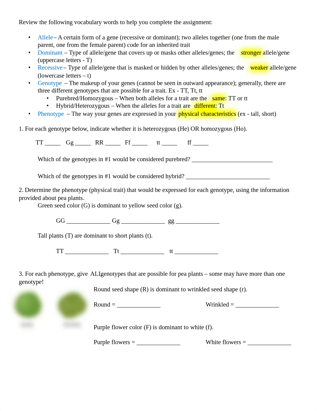 Punnett Square Practice Assignment.docx_dfqevya3146_page1