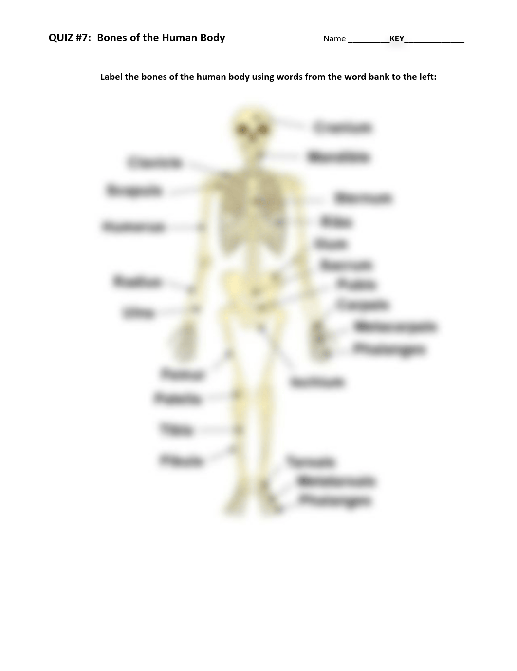 Bones of the Human Body Quiz-Answer KEY.pdf_dfr1ruhfaym_page1