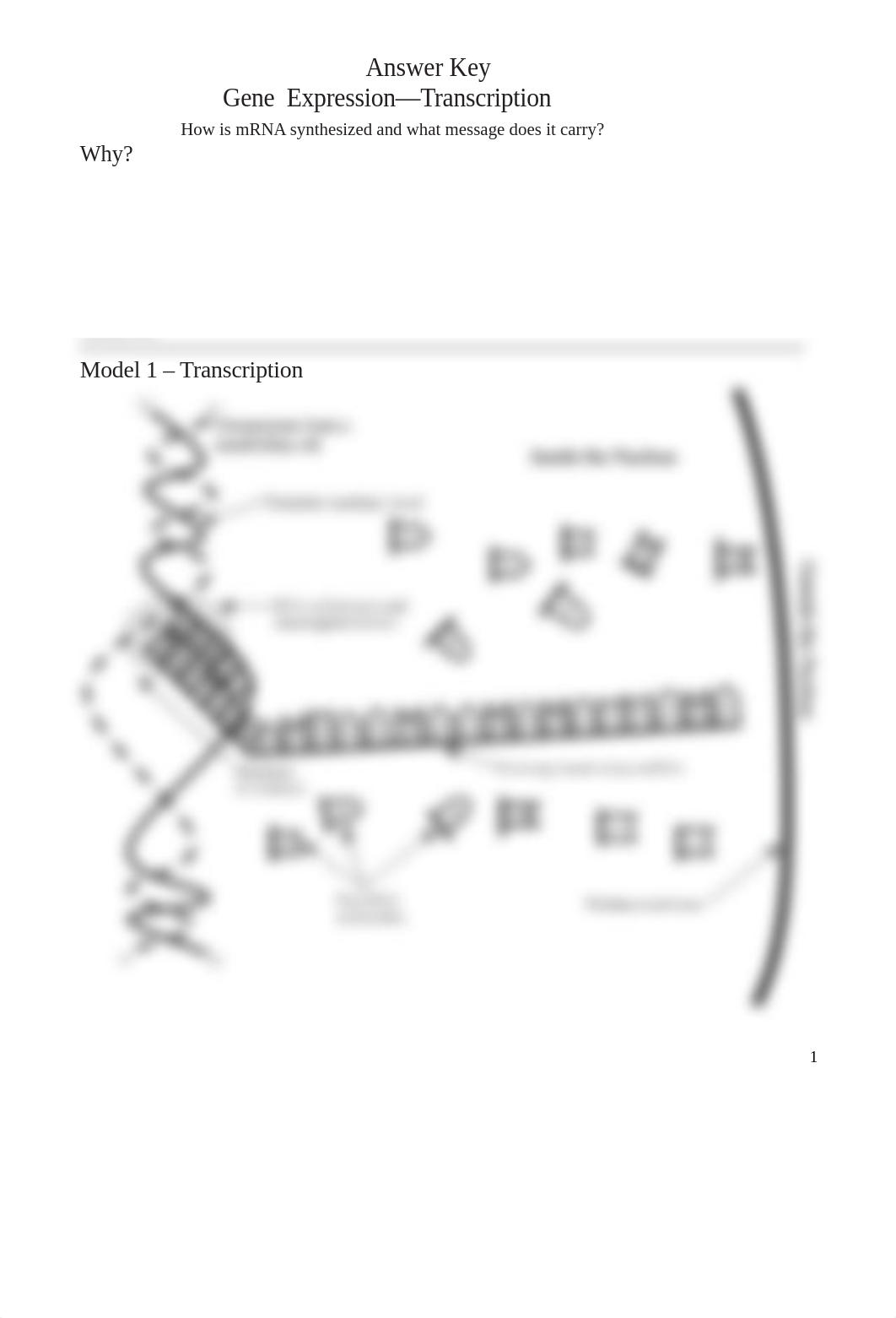 Gene Expression-Transcription-S edited shortened answer key_ADAC.docx_dfrghvufidr_page1