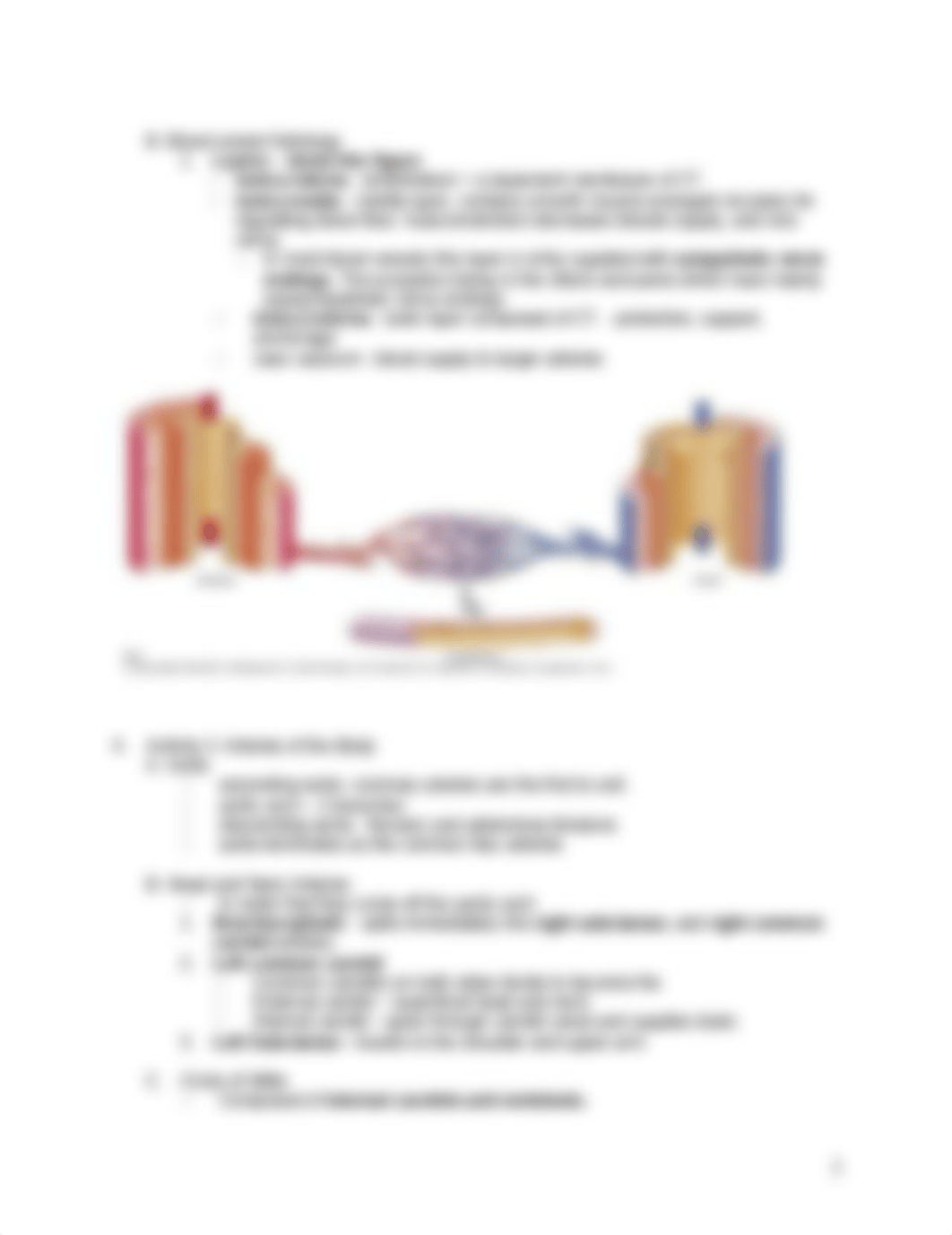 Week 4 -   Blood Vessels part 1 Lab.docx_dfrrohi1qd7_page2