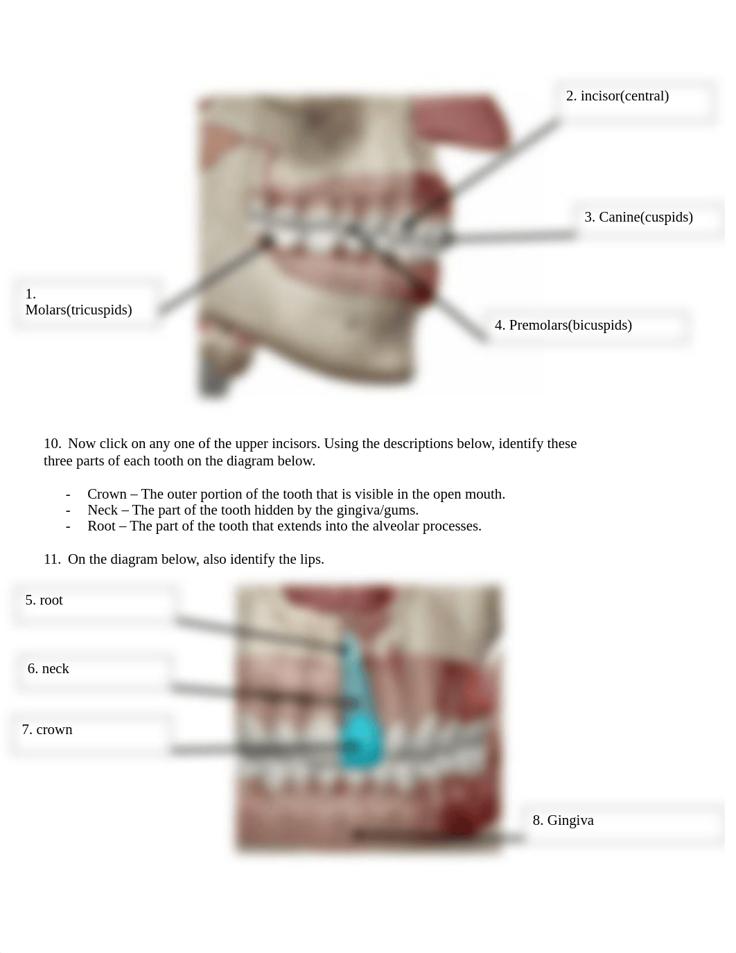 BIO 211 Digestive Anatomy Lab SP2021.docx_dfs2ws41bqw_page2