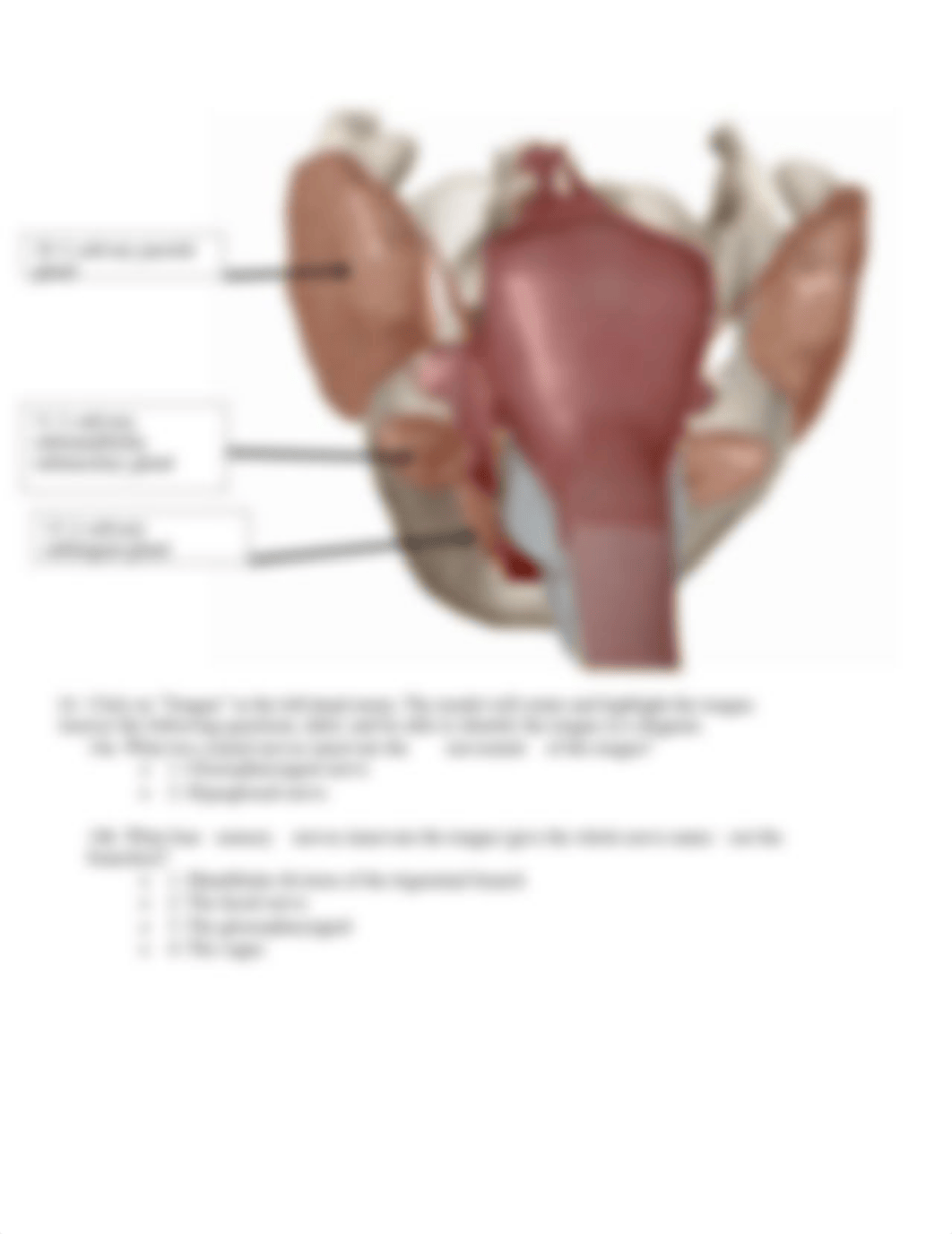 BIO 211 Digestive Anatomy Lab SP2021.docx_dfs2ws41bqw_page4