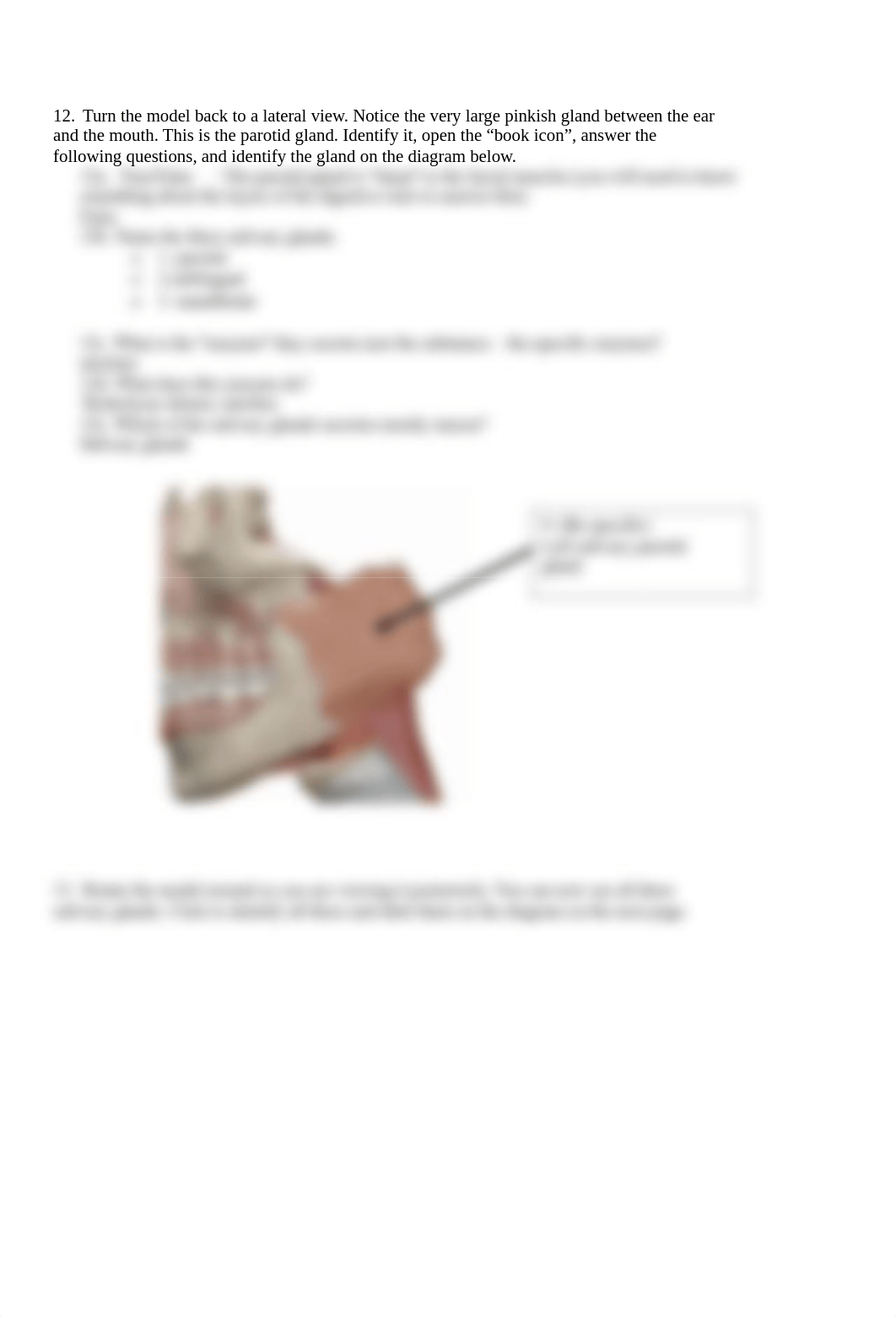 BIO 211 Digestive Anatomy Lab SP2021.docx_dfs2ws41bqw_page3