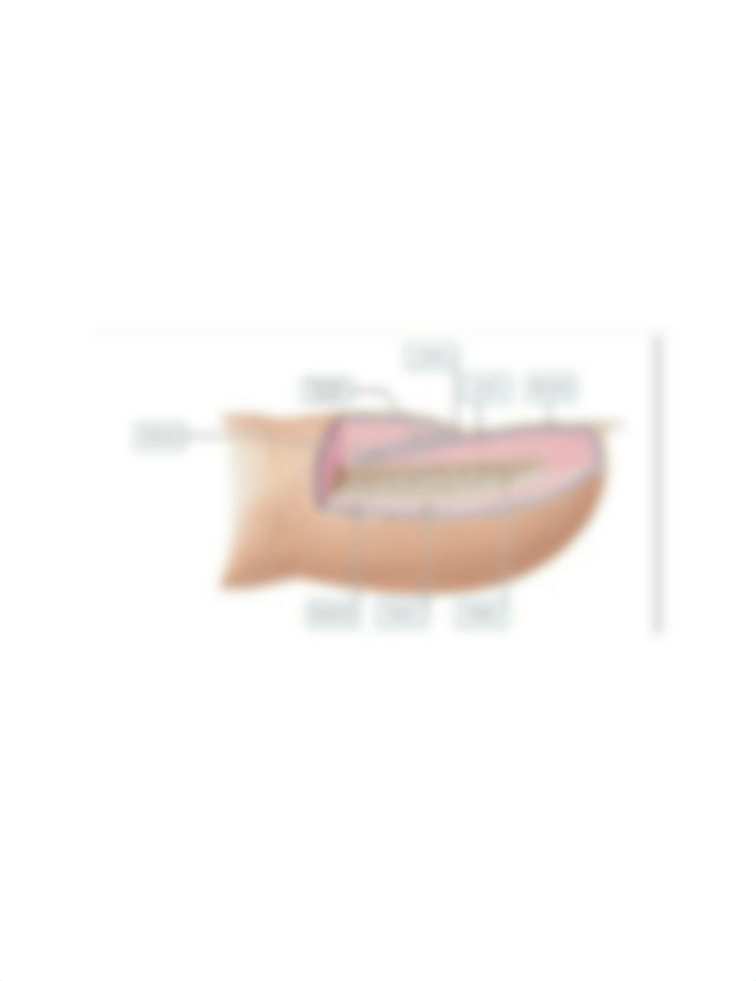 Drag the labels onto the diagram to identify the anatomical features of a nail..PNG_dfsx625jpfj_page1