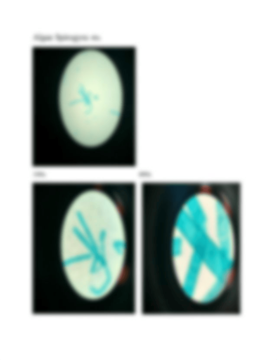 Lab Slides Microbiology Fungi Yeast Molds Protozoa.docx_dftaw95yih0_page2