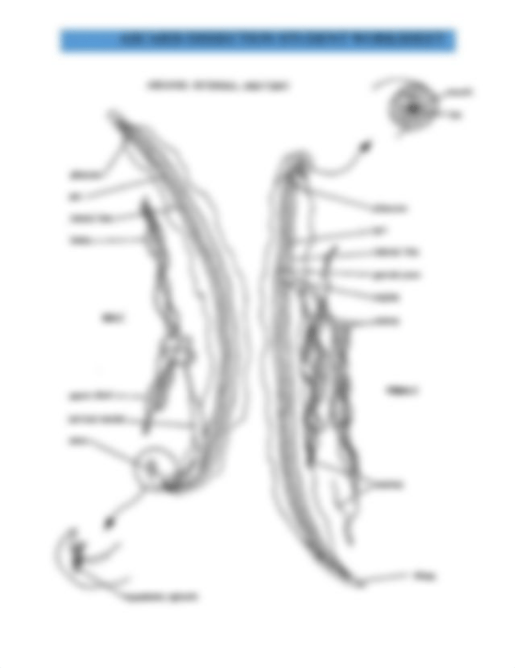 ASCARIS DISSECTION STUDENT WORKSHEET.pdf_dftig510nyf_page4