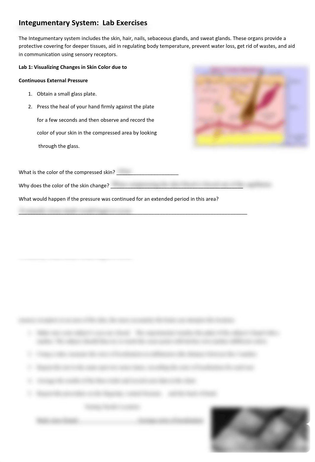 Integumentary-System-lab-1.pdf_dfttcmqa07m_page1