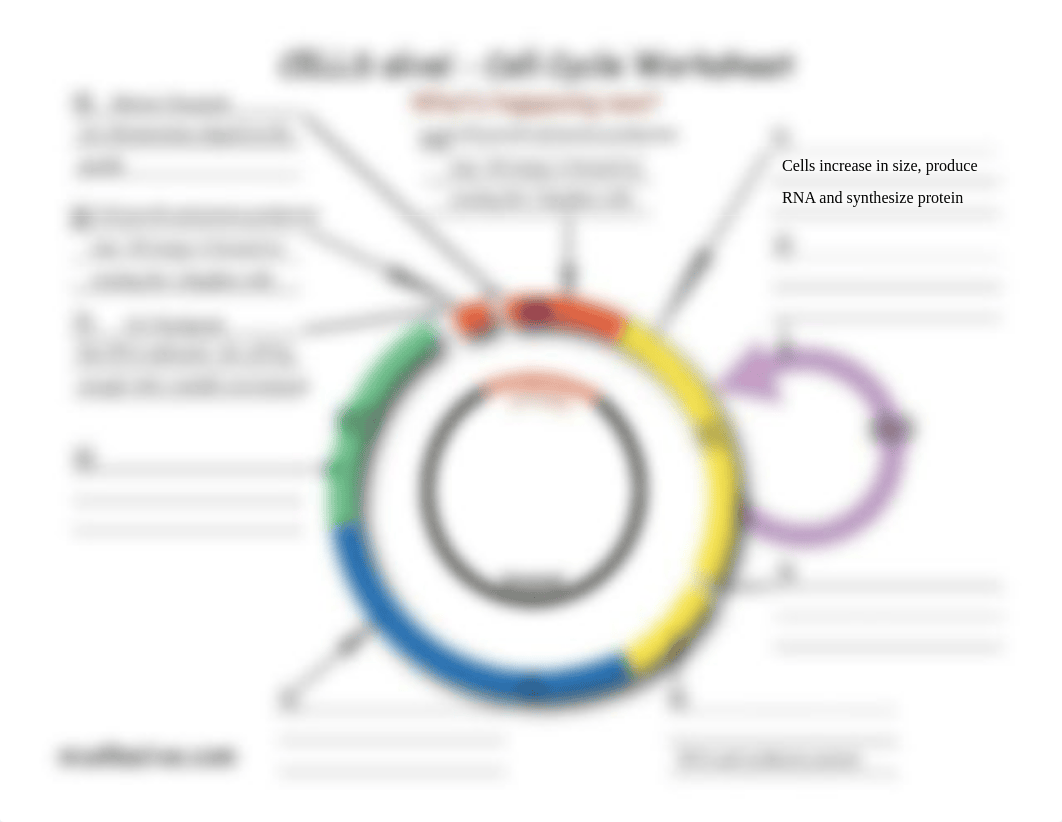 Cell_Cycle Cells alive.pdf_dftxl054nck_page1