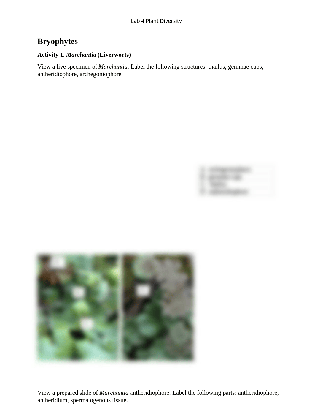 4_Plant Diversity.docx_dfu2nvb4tfk_page1