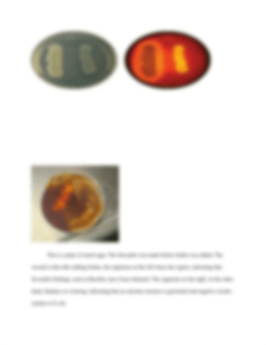 Lab Report Starch Hydrolysis.docx_dfunhlbp8ko_page3