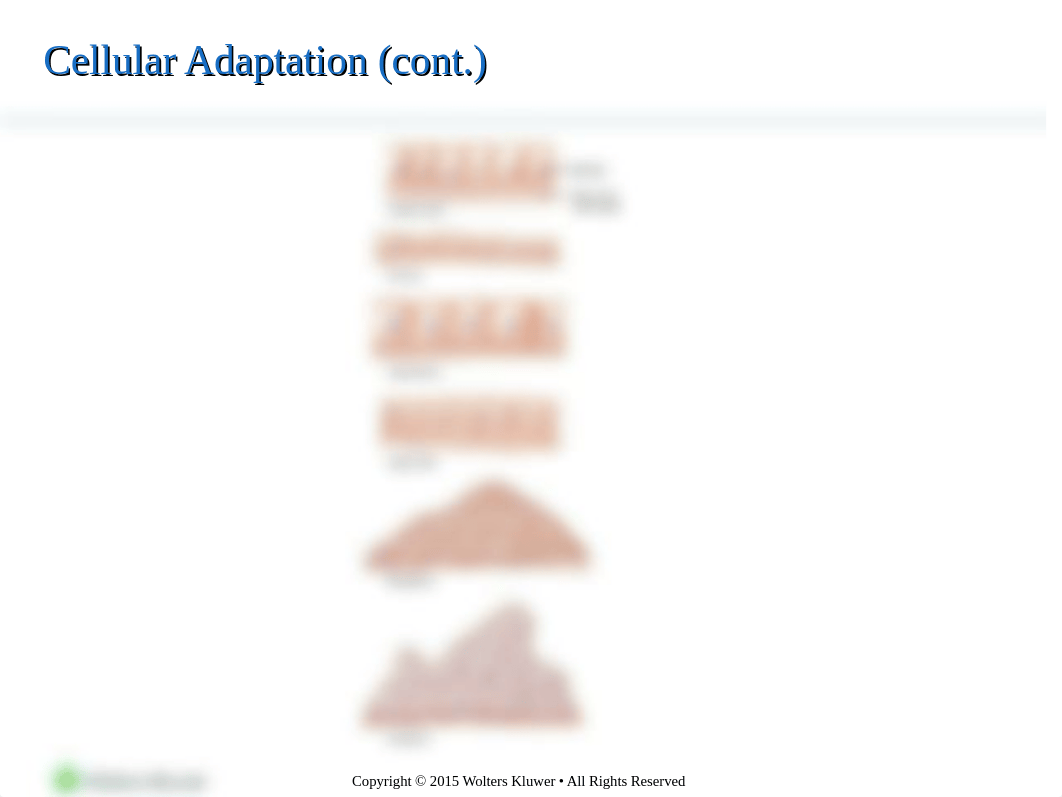 Chapter 3 - Cellular Adaptation, Injury, Death.pptx_dfv4ueh29jr_page5