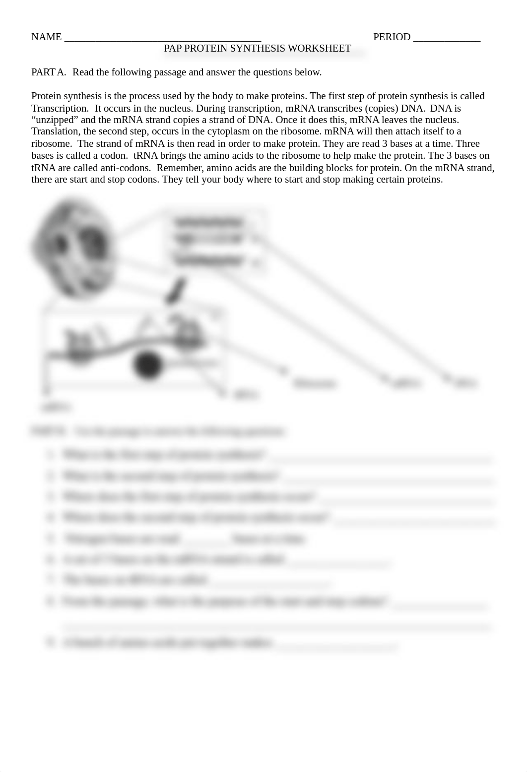 PAP Protein Synthesis Worksheet 2.doc_dfv8qj7so31_page1