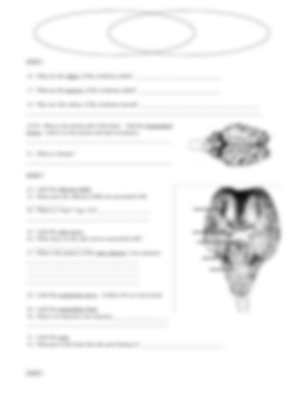 9_18 Brain dissection worksheet.docx_dfvu71ym88e_page2