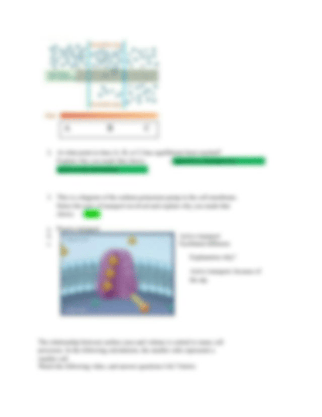 Diffusion-Osmosis Lab Activity_dfwhzhqfjfp_page2