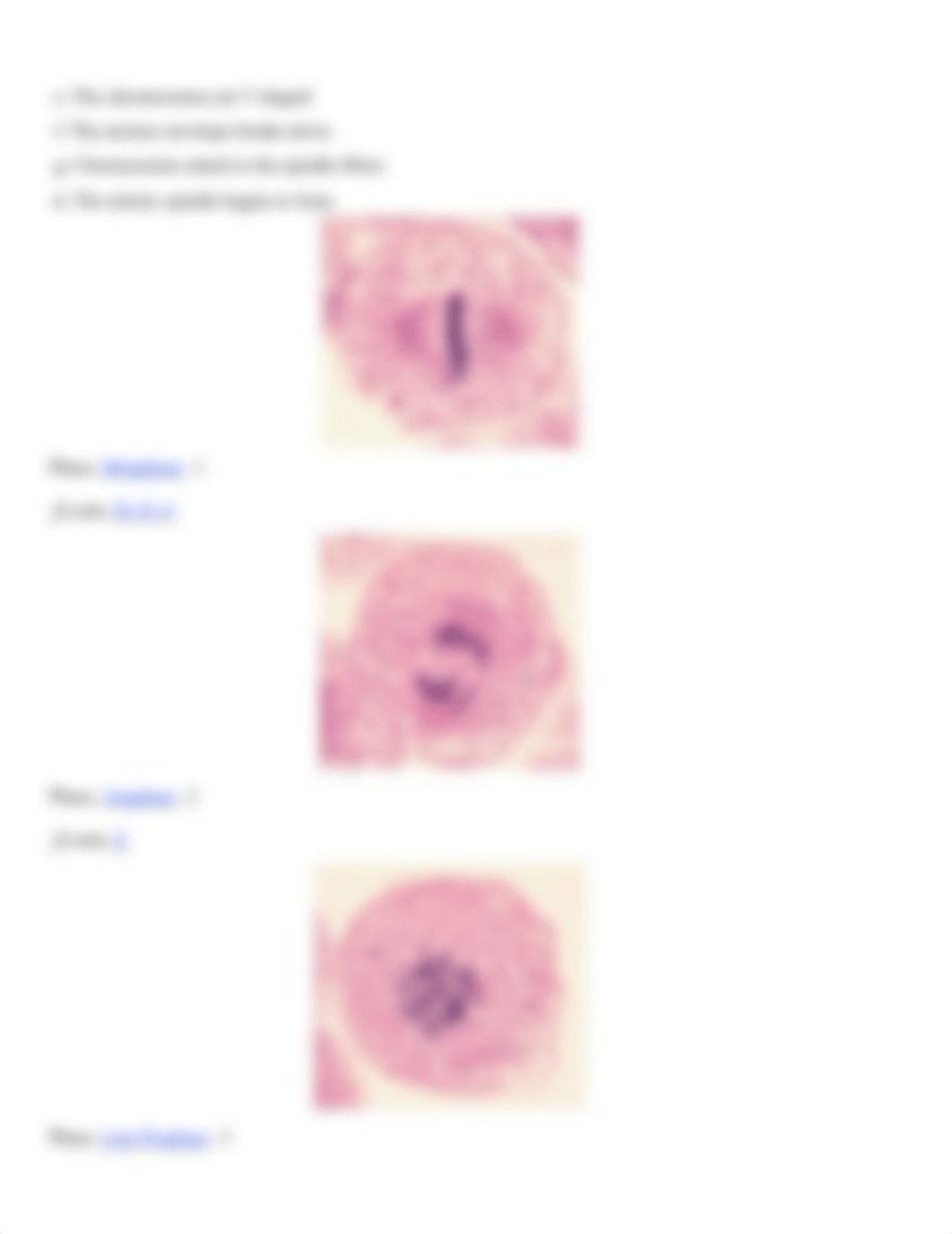 Ex04 Review sheet - The Cell - Anatomy & Division.docx_dfx0me0lq8s_page3