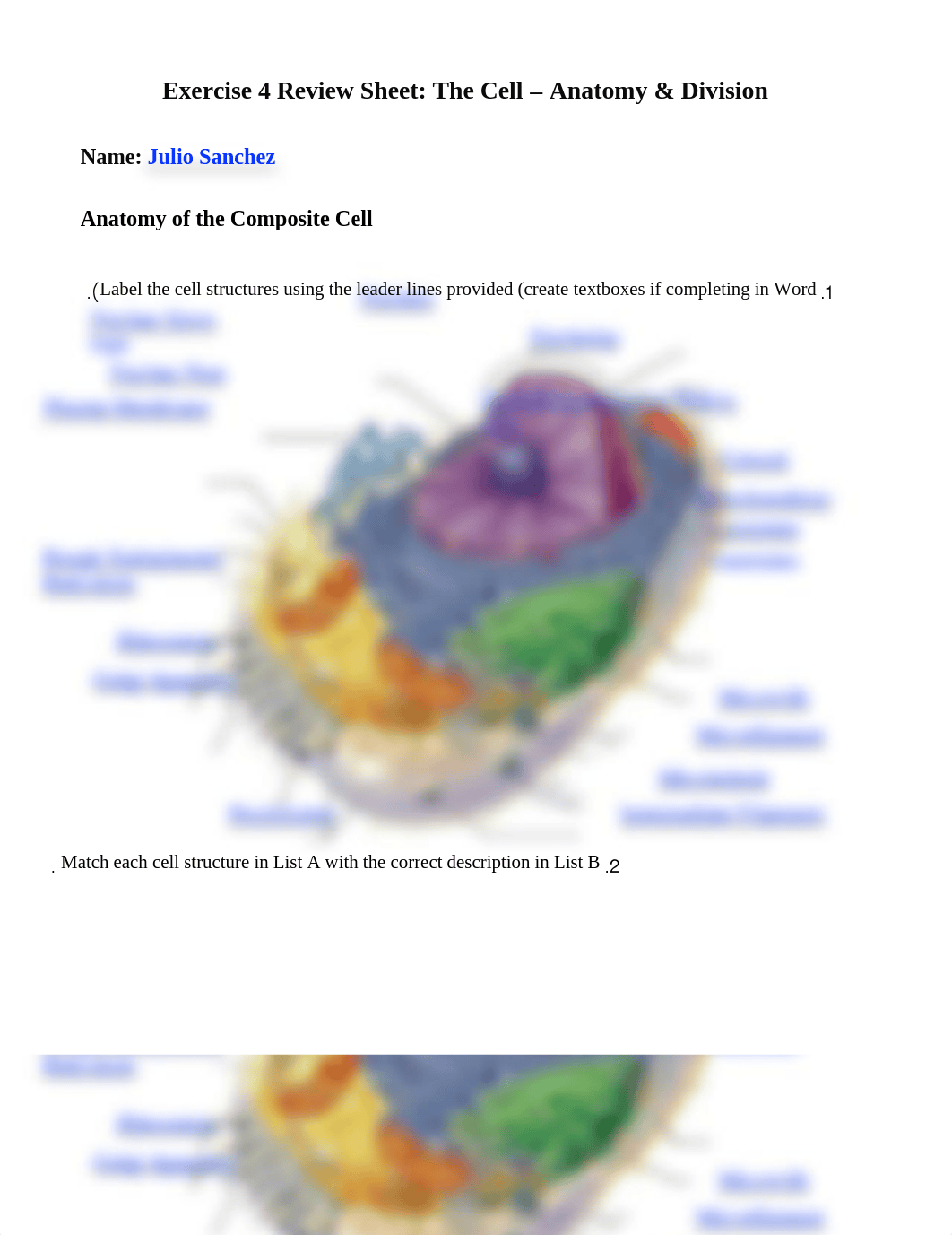 Ex04 Review sheet - The Cell - Anatomy & Division.docx_dfx0me0lq8s_page1